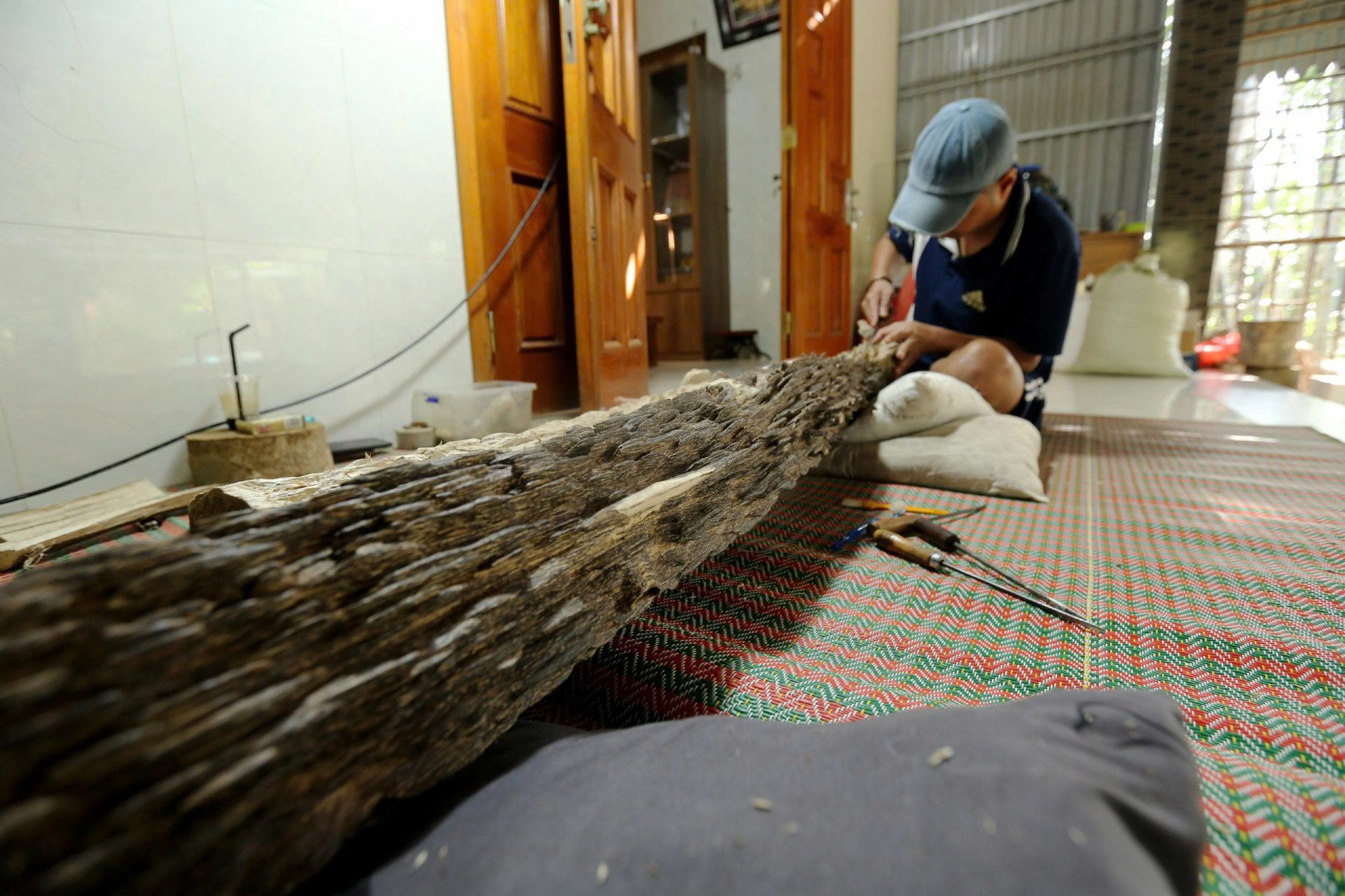 Phát hiện khúc trầm tốc bông tự nhiên tiền tỷ ở Hà Tĩnh