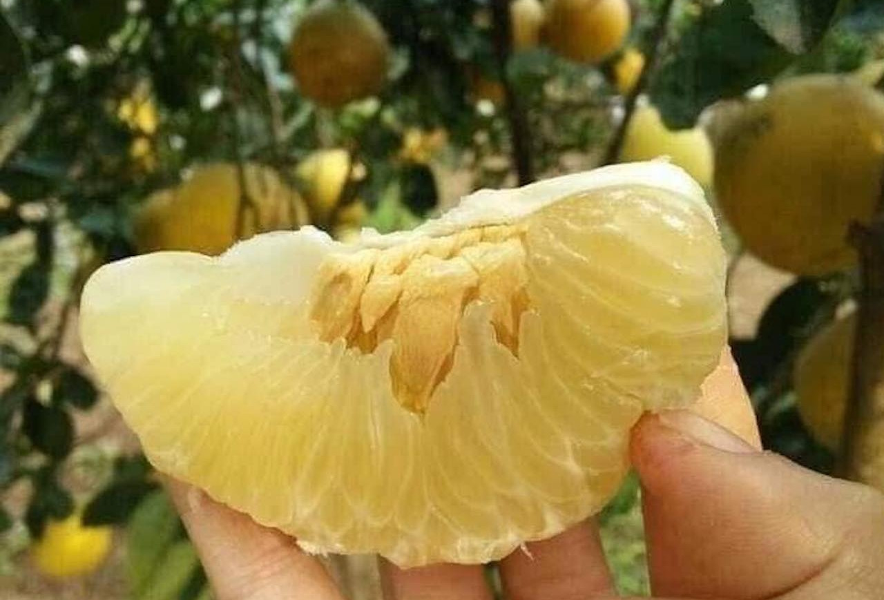 Bưởi giúp giảm cân, có ăn thay rau được không?