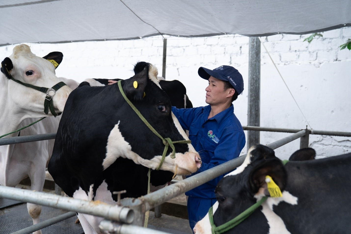 Hành trình gần 7 thập kỷ của những ‘nghệ nhân sữa’ Mộc Châu