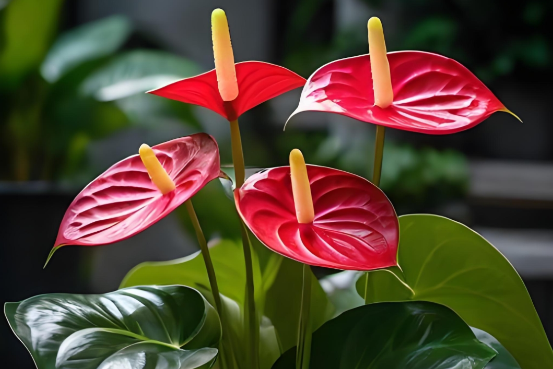 Hồng môn - loài cây phong thủy 'hút lộc', dễ chăm, nở hoa quanh năm