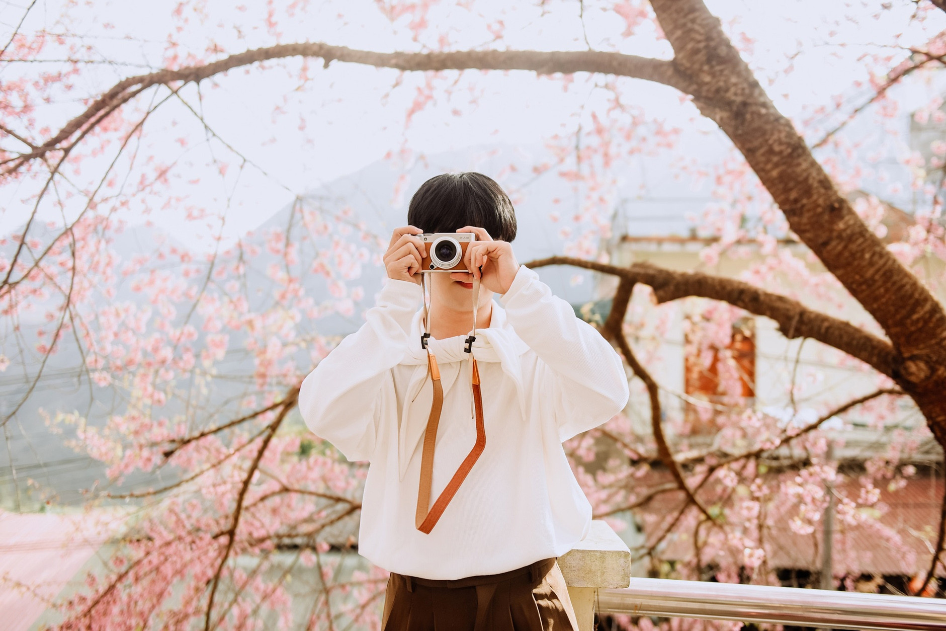 Khách Hà Nội vượt lạnh, di chuyển hơn 400km đến Tuyên Quang ngắm hoa mai anh đào