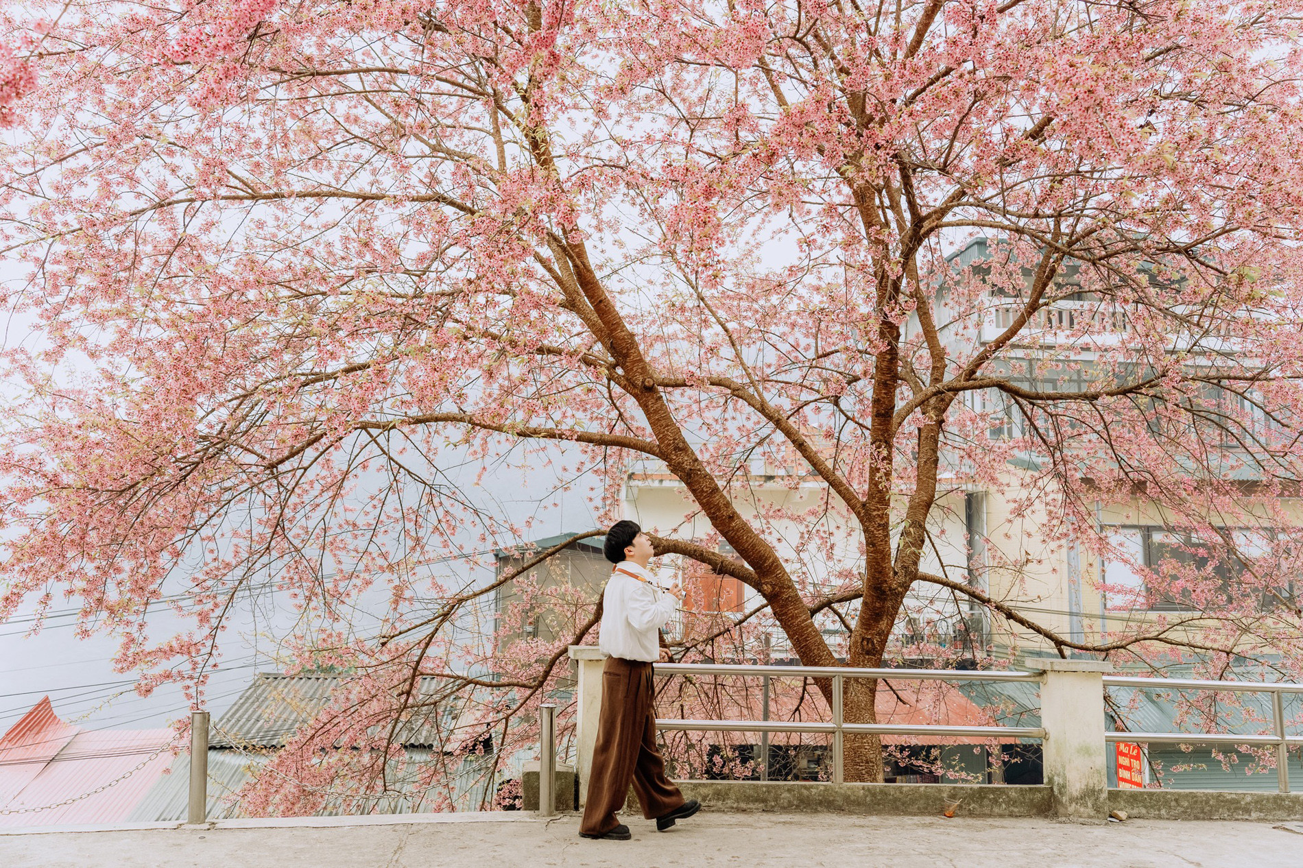 mai anh đào Hà Giang 2.jpg