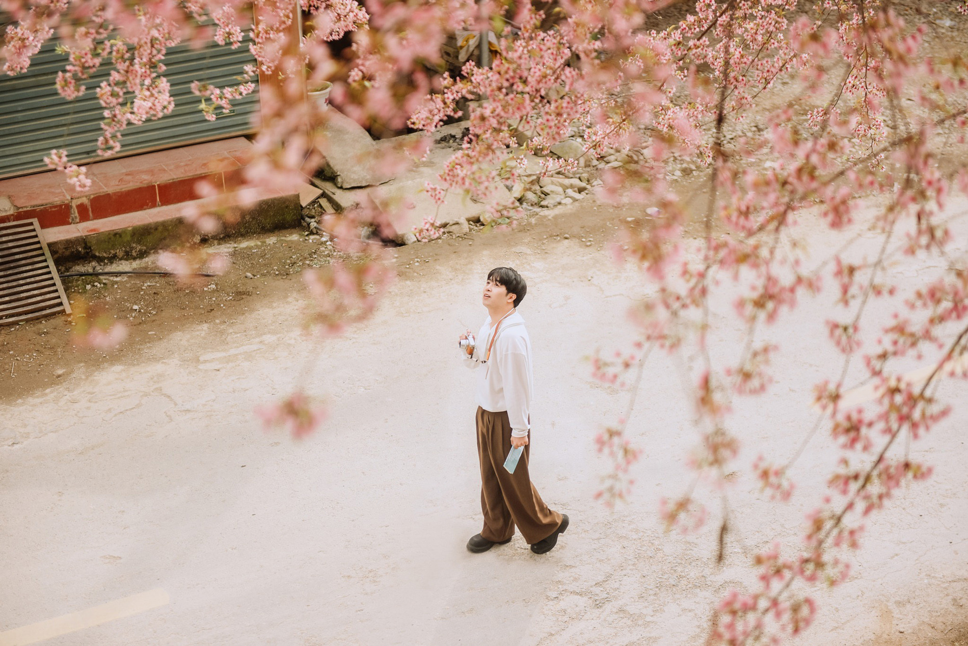 https://static-images.vnncdn.net/vps_images_publish/000001/000003/2026/1/4/mai-anh-dao-ha-giang-7-2187.jpg