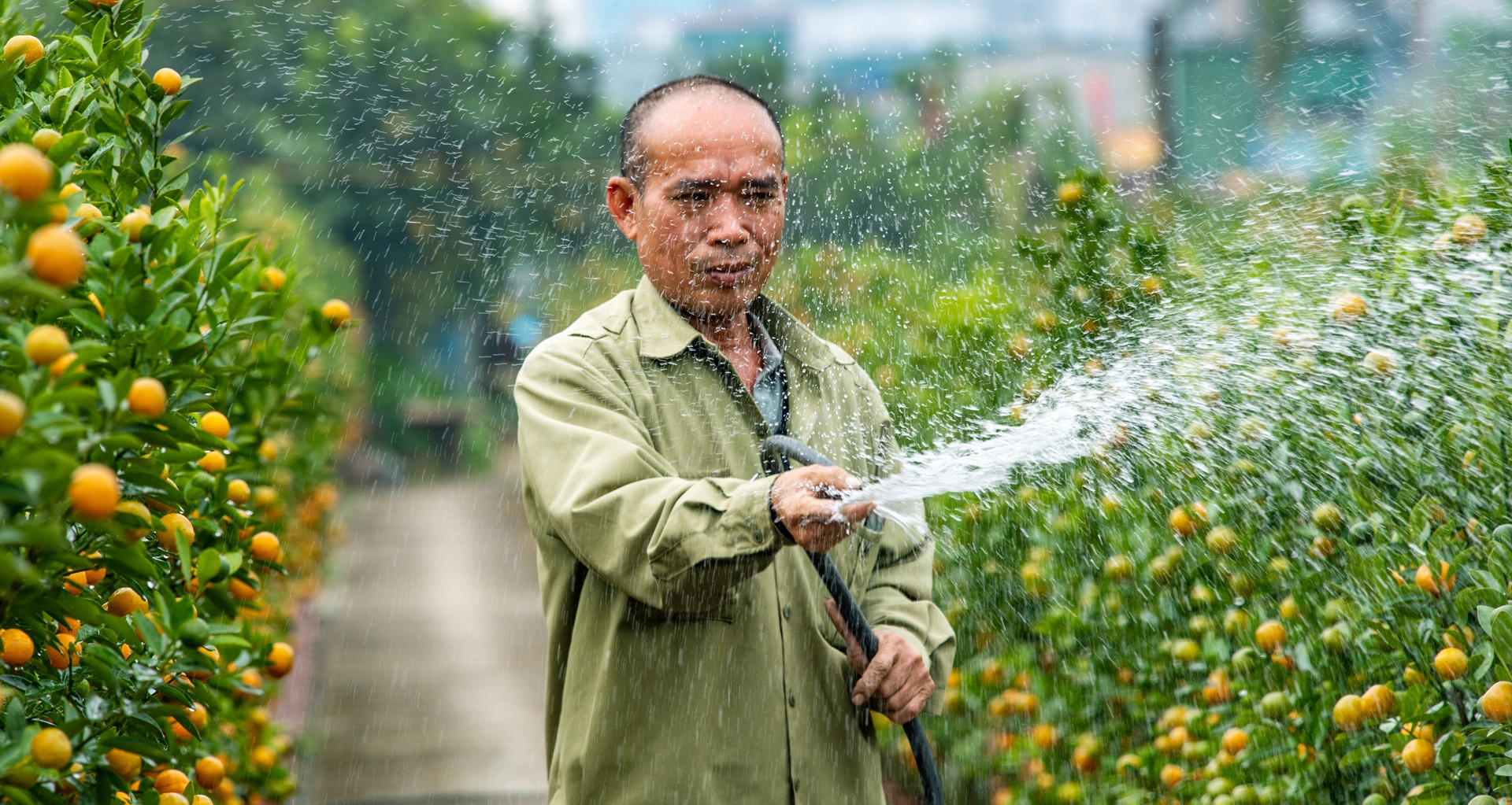 Quất hình ngựa được tạo trong 10 năm giá 30 triệu đồng ở làng hoa Tứ Liên