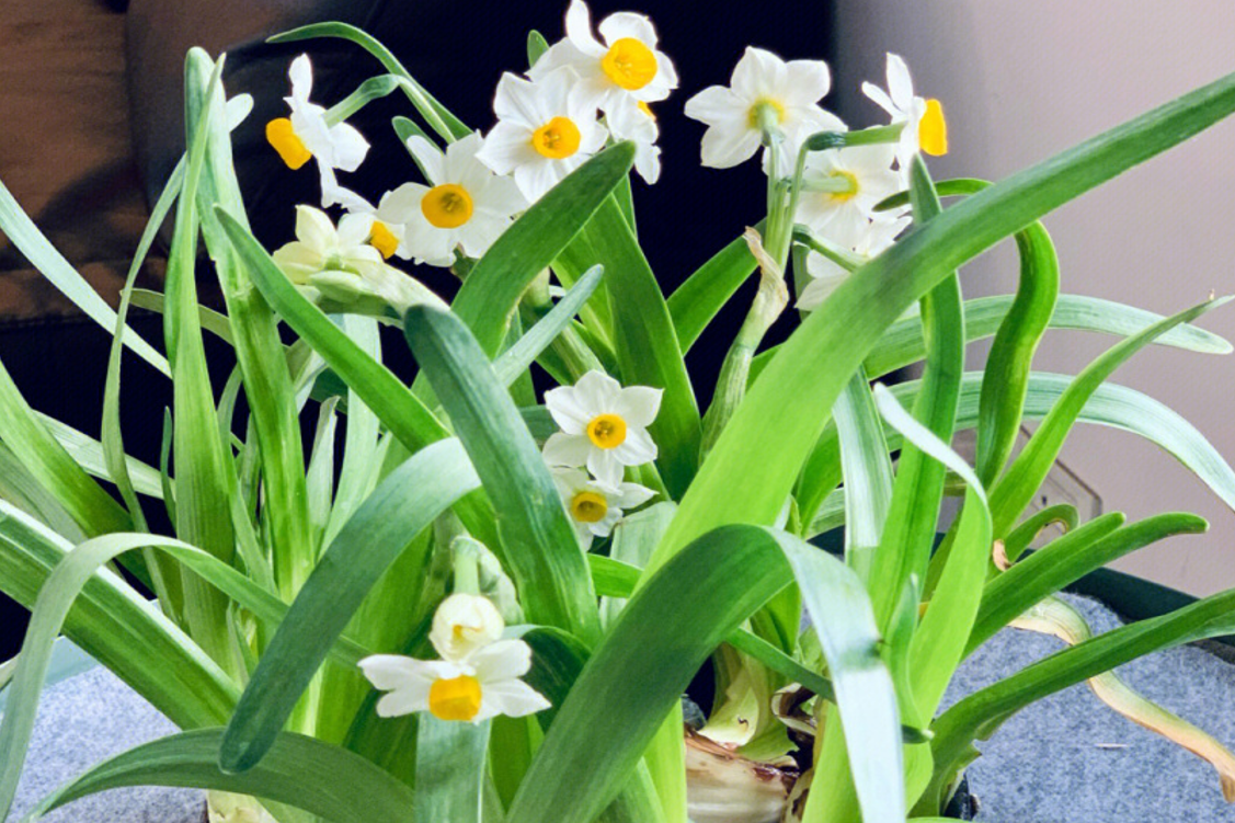 Cách trồng thủy tiên chơi Tết để hoa nở đúng dịp, mang tài lộc về nhà