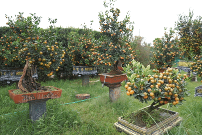 Ngắm vườn quất bạc tỷ toàn thế độc lạ giữa lòng thủ đô Hà Nội