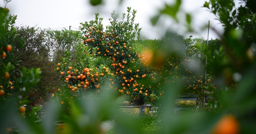 Ngắm vườn quất bạc tỷ toàn thế độc lạ giữa lòng thủ đô Hà Nội