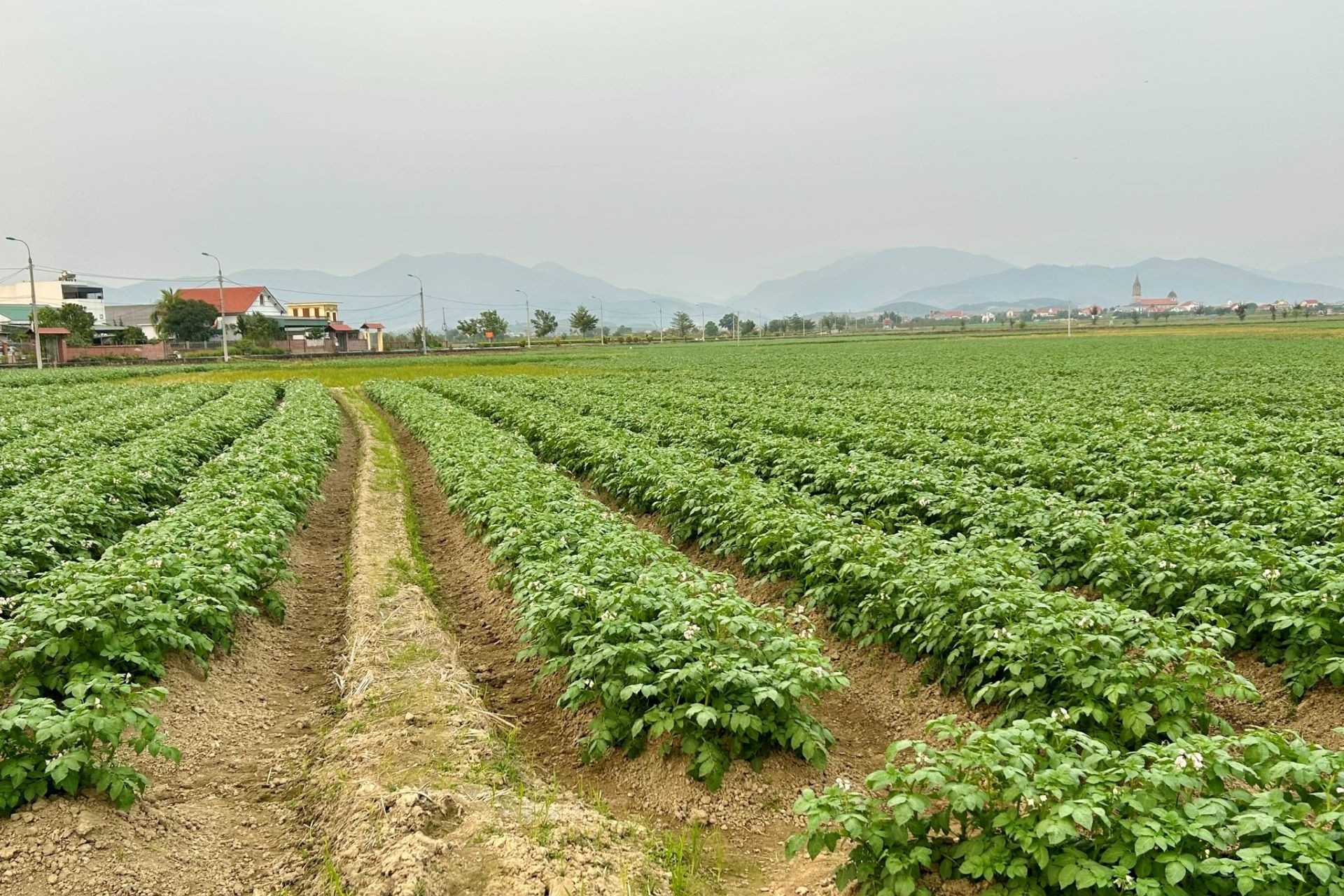 Ngành trồng trọt vào lộ trình sản xuất giảm phát thải toàn diện