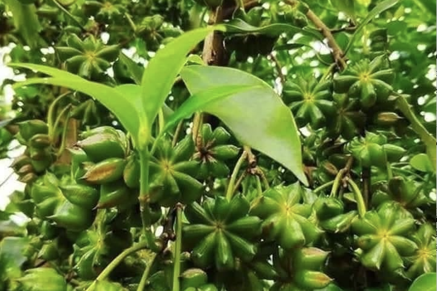 Tận dụng hiệu quả ưu đãi của các FTA phục vụ hoạt động sản xuất kinh doanh