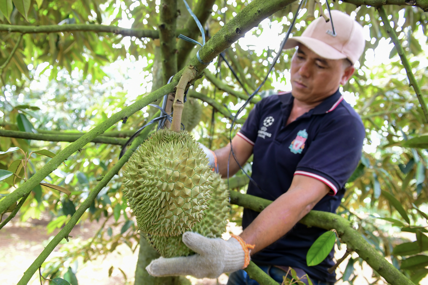Thu về kỷ lục 4 tỷ USD, ‘vua trái cây’ Việt Nam bước vào cuộc chơi minh bạch