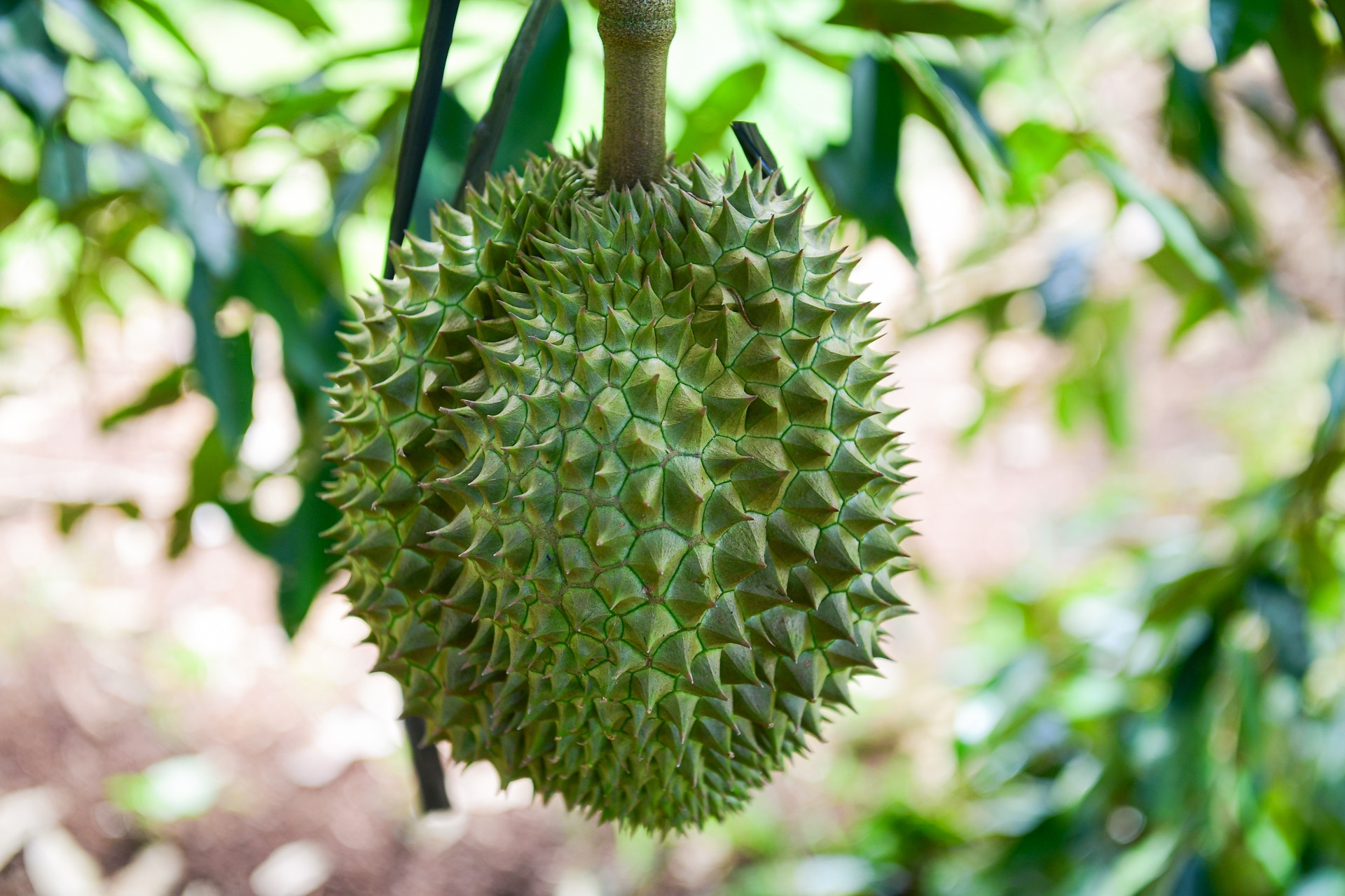 Trung Quốc chi 7,2 tỷ USD mua sầu riêng, thị phần của Việt Nam sắp vượt Thái Lan