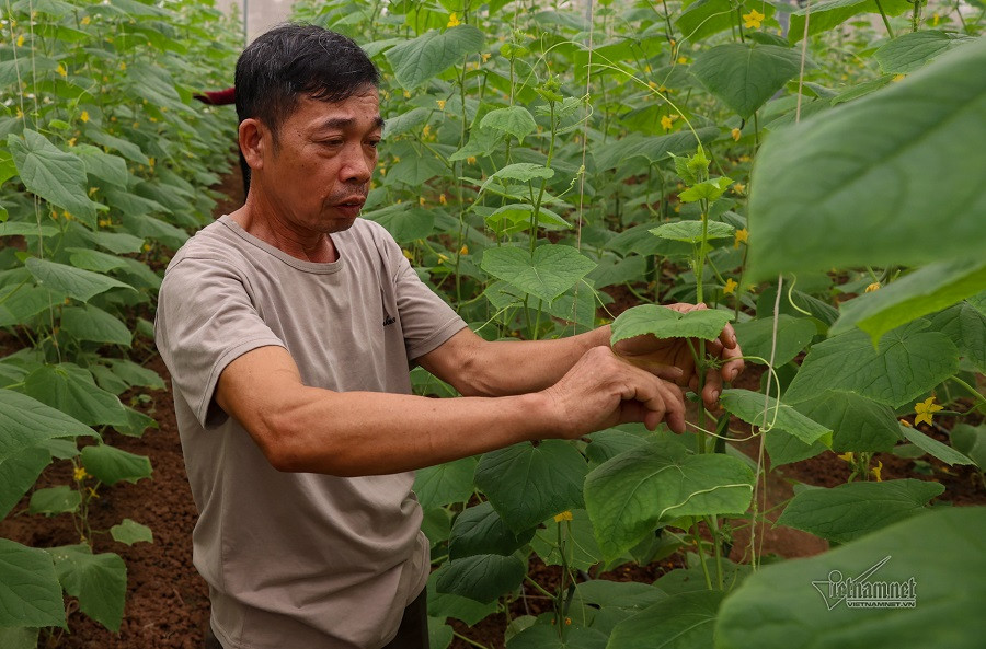 VN1_6871 trang trại dưa chuột.jpg