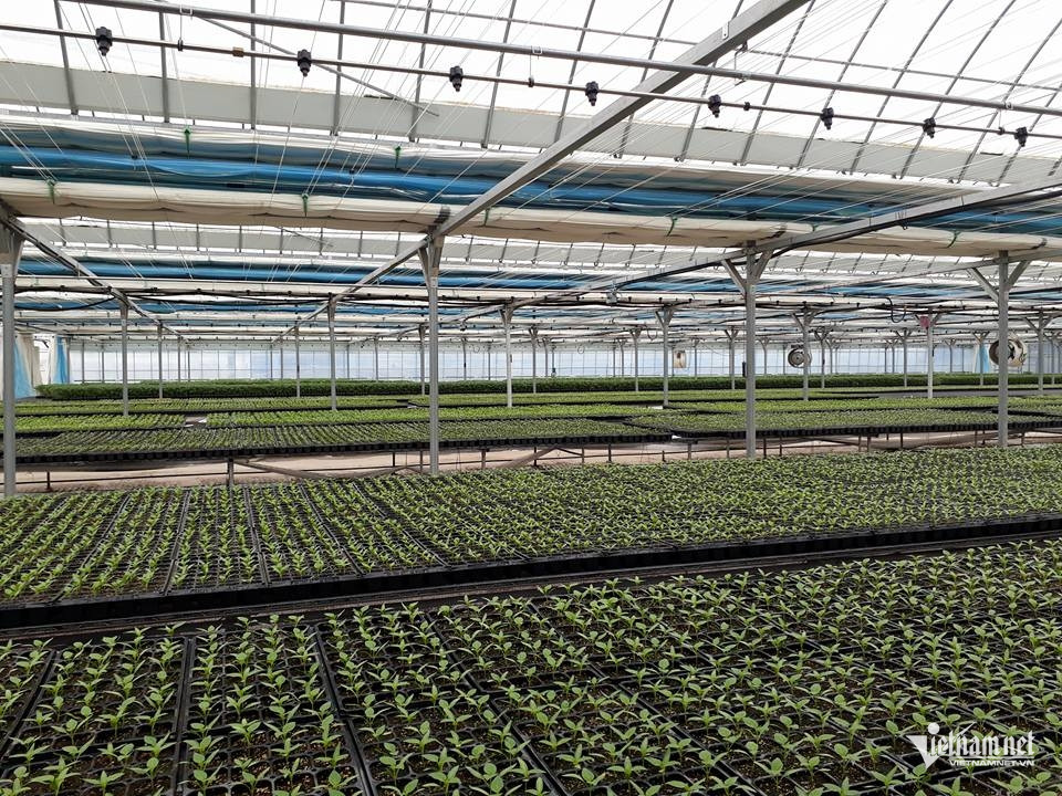 W-Minh hoaUKVFTA.jpg