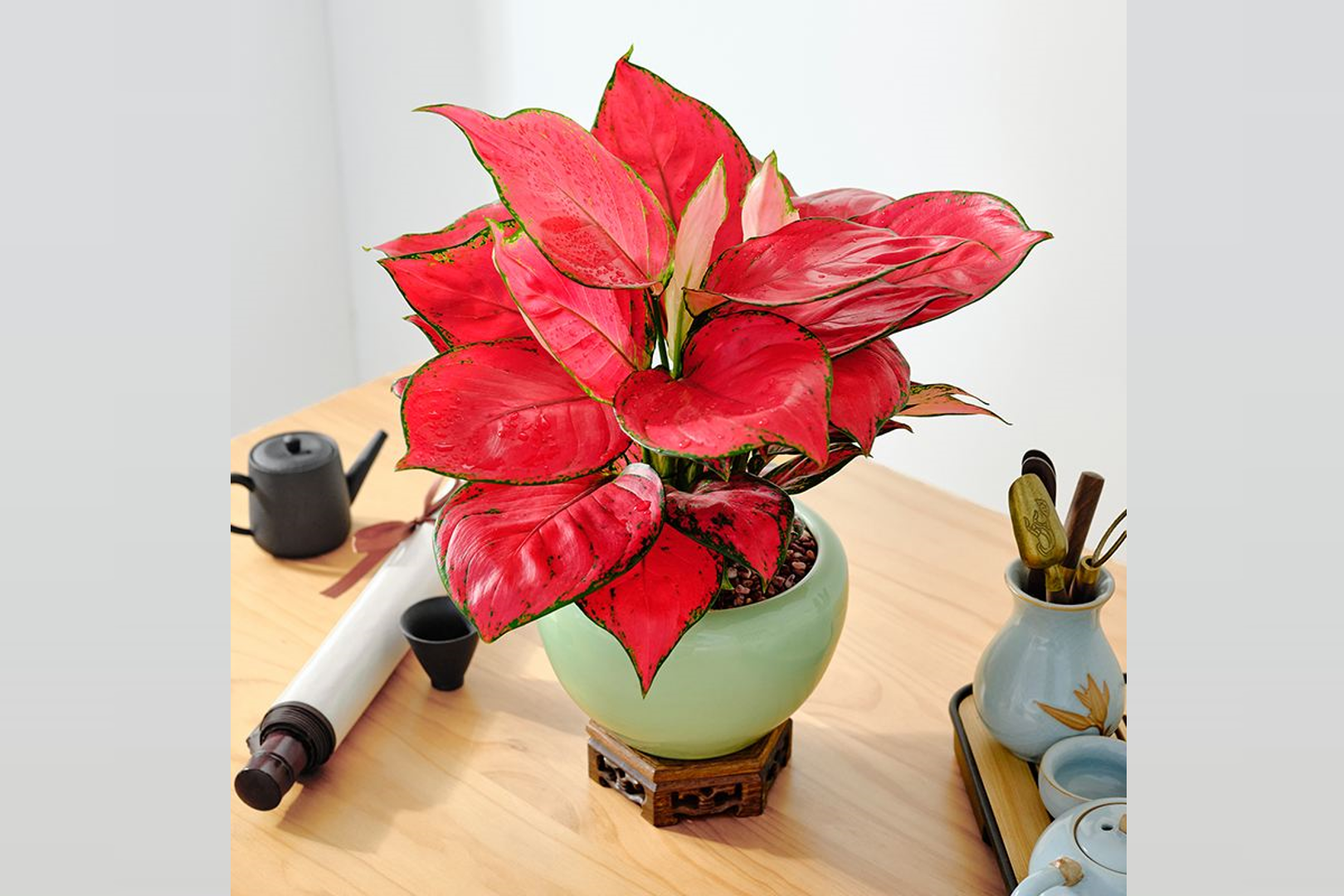 Cây vạn lộc: Sắc đỏ cát tường mang phú quý vào nhà dịp Tết