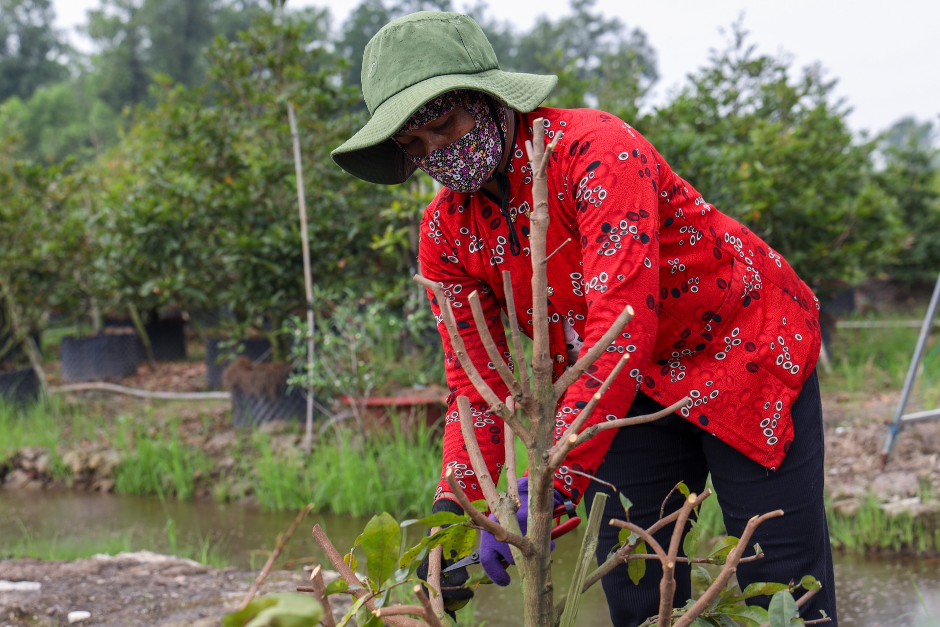Hoa Tết vào vụ sớm: Nhà vườn TPHCM thấp thỏm chờ khách