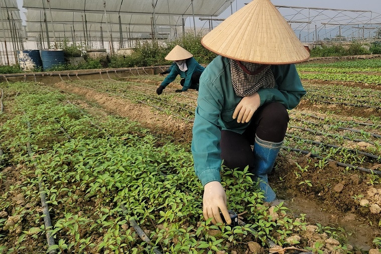 Lai Châu nâng cao chất lượng phân tích và dự báo thị trường nông sản