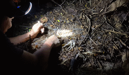 nấm mối boom boom vlog.gif