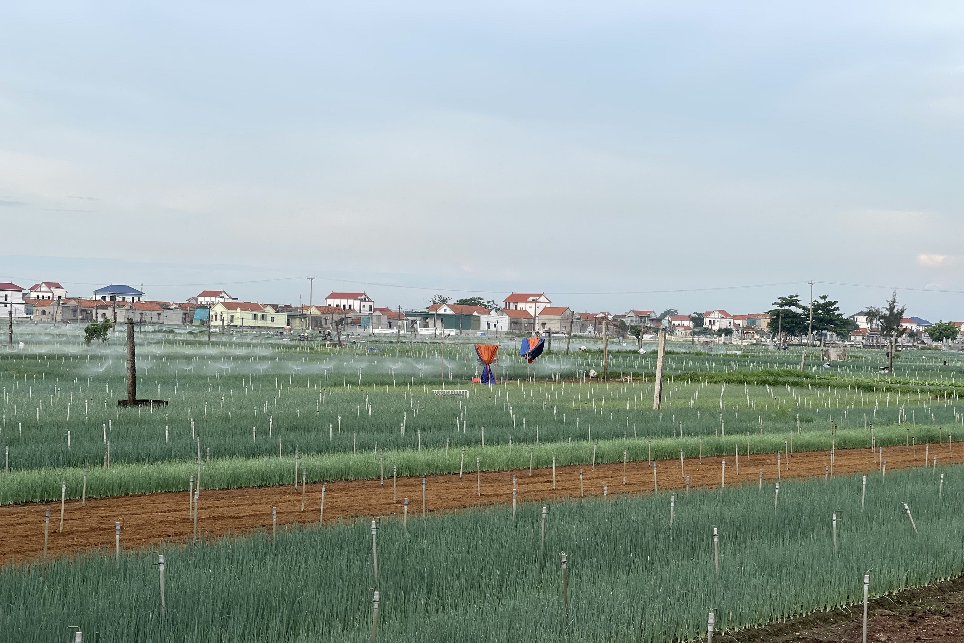 Nghệ An: Hợp tác xã góp phần quan trọng vào xây dựng nông thôn mới