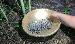 thumb nấm mối.gif