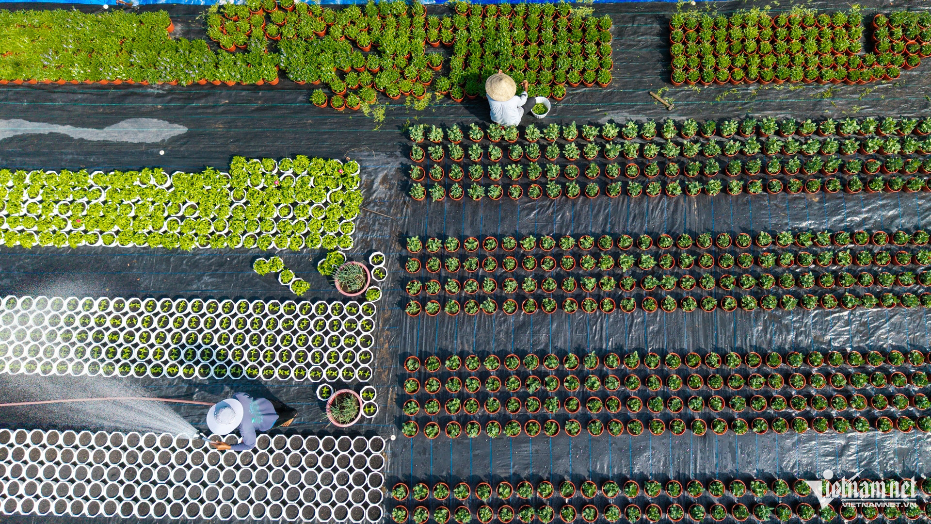 W-Hoa Tuấn Hùng 60.jpg