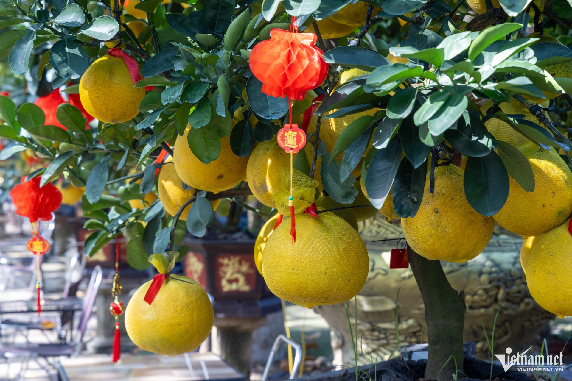 W- Thị trường hoa ngày tết   Tuấn Hùng 117.jpg