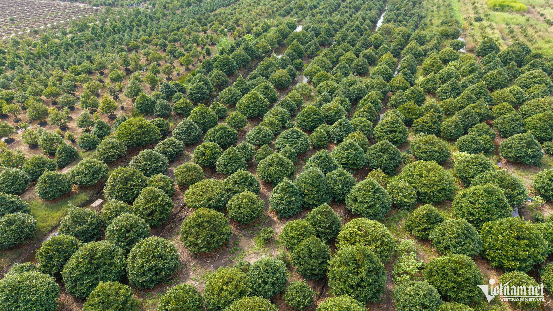 W- Thị trường hoa ngày tết Tuấn Hùng 42.jpg