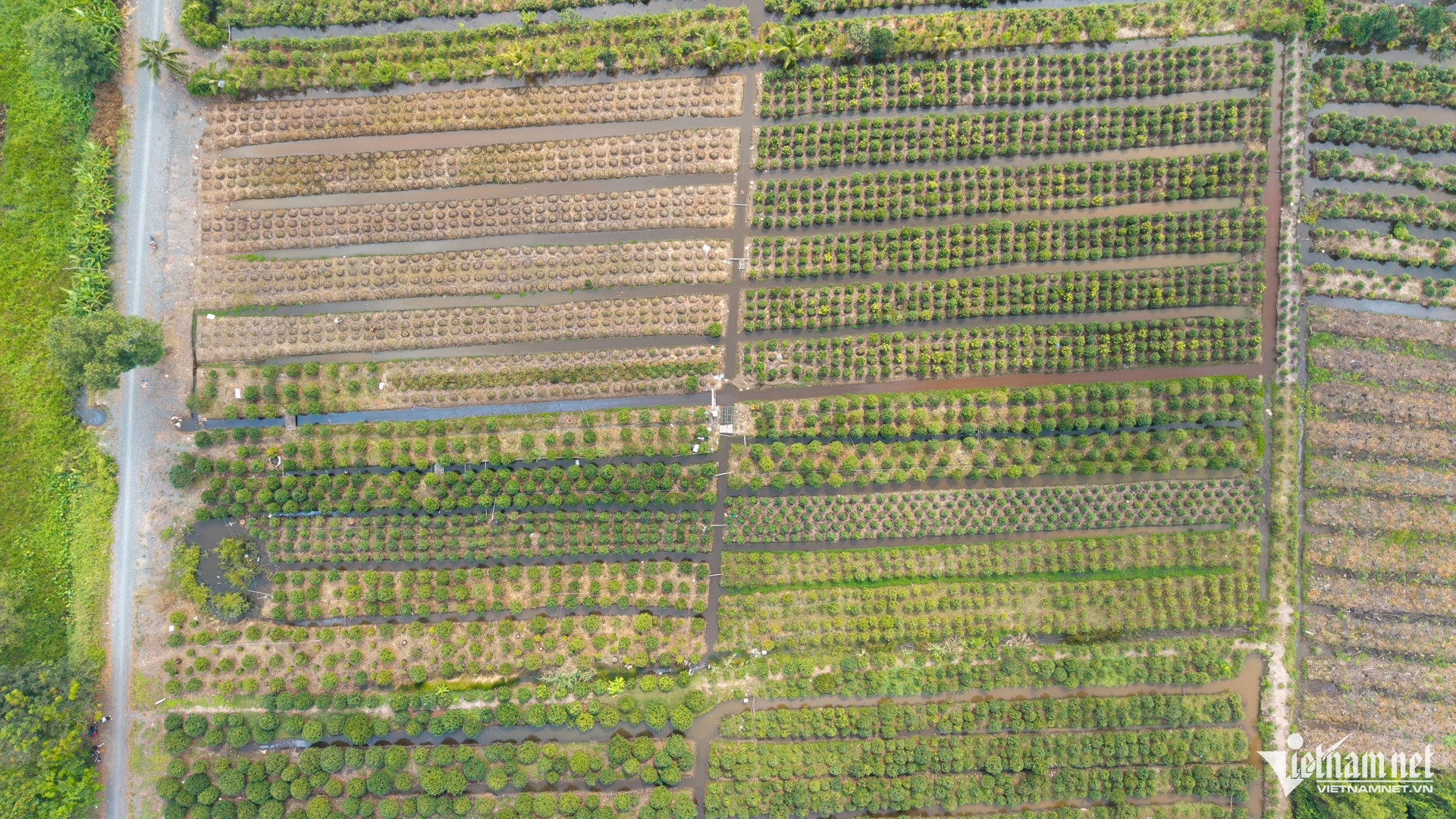 W- Thị trường hoa ngày tết Tuấn Hùng 45.jpg