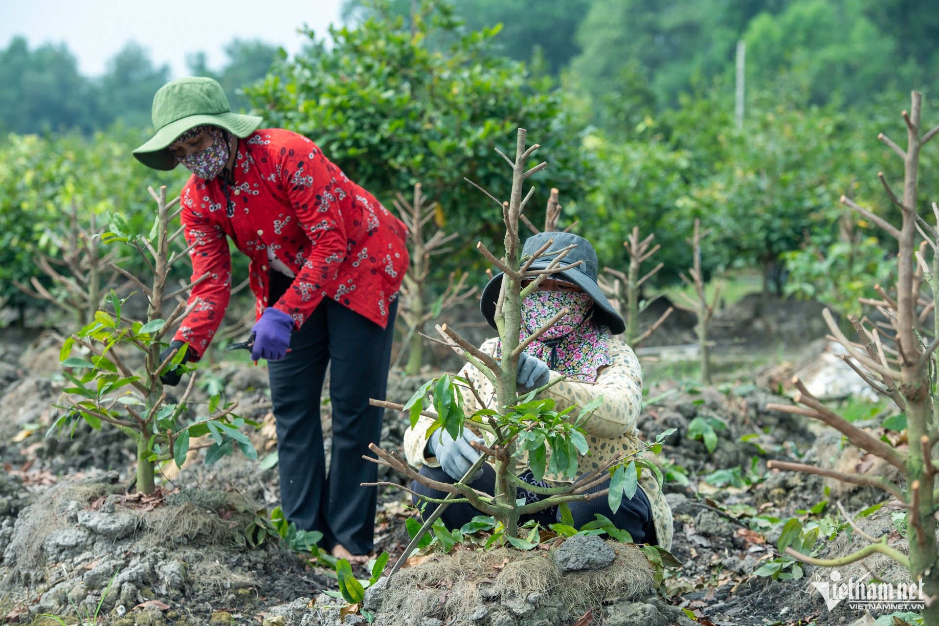 W- Thị trường hoa ngày tết Tuấn Hùng 6.jpg
