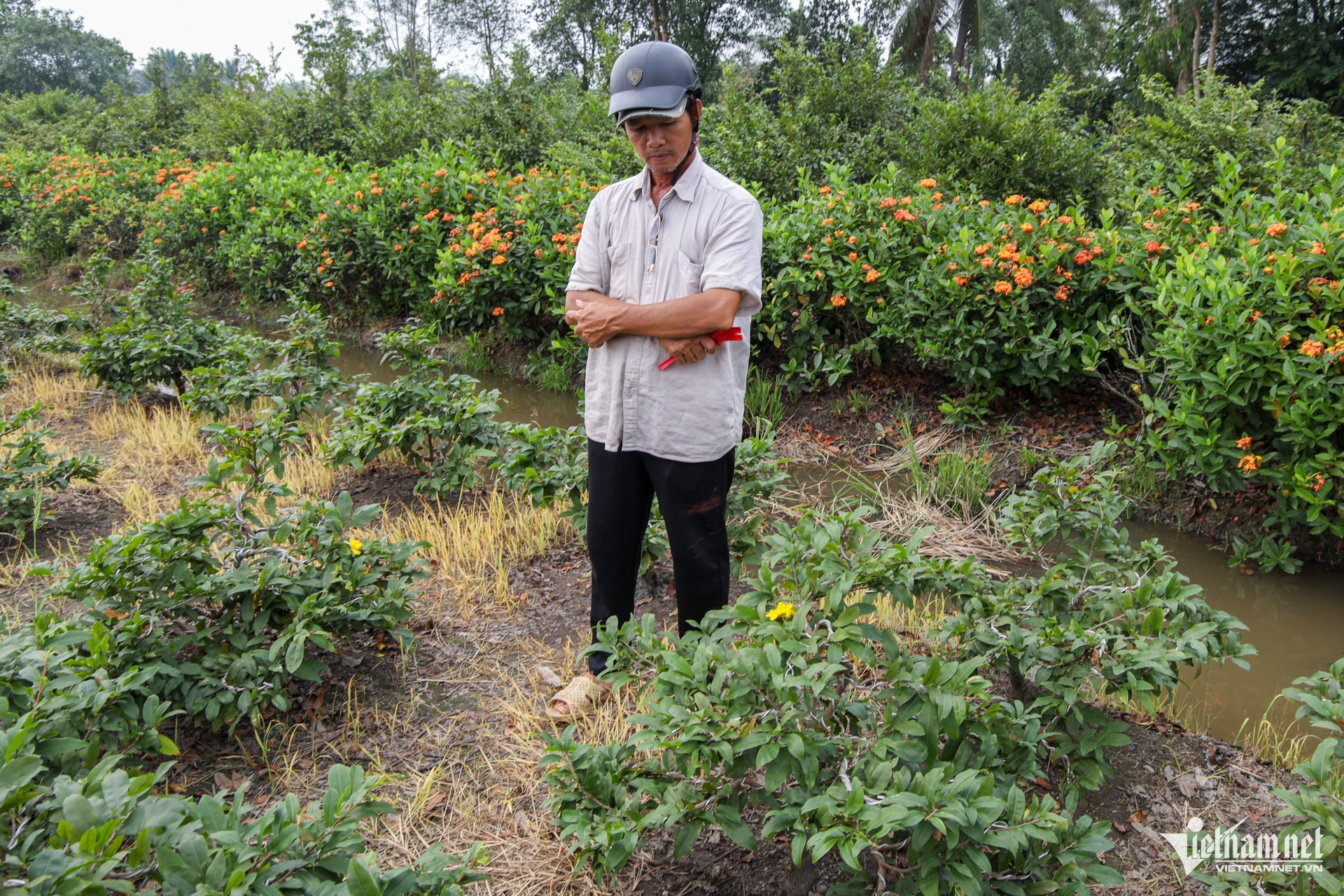 W- Thị trường hoa ngày tết   Tuấn Hùng 89.jpg