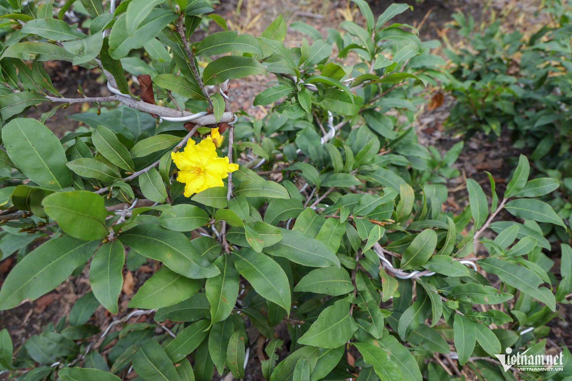 W- Thị trường hoa ngày tết   Tuấn Hùng 92.jpg