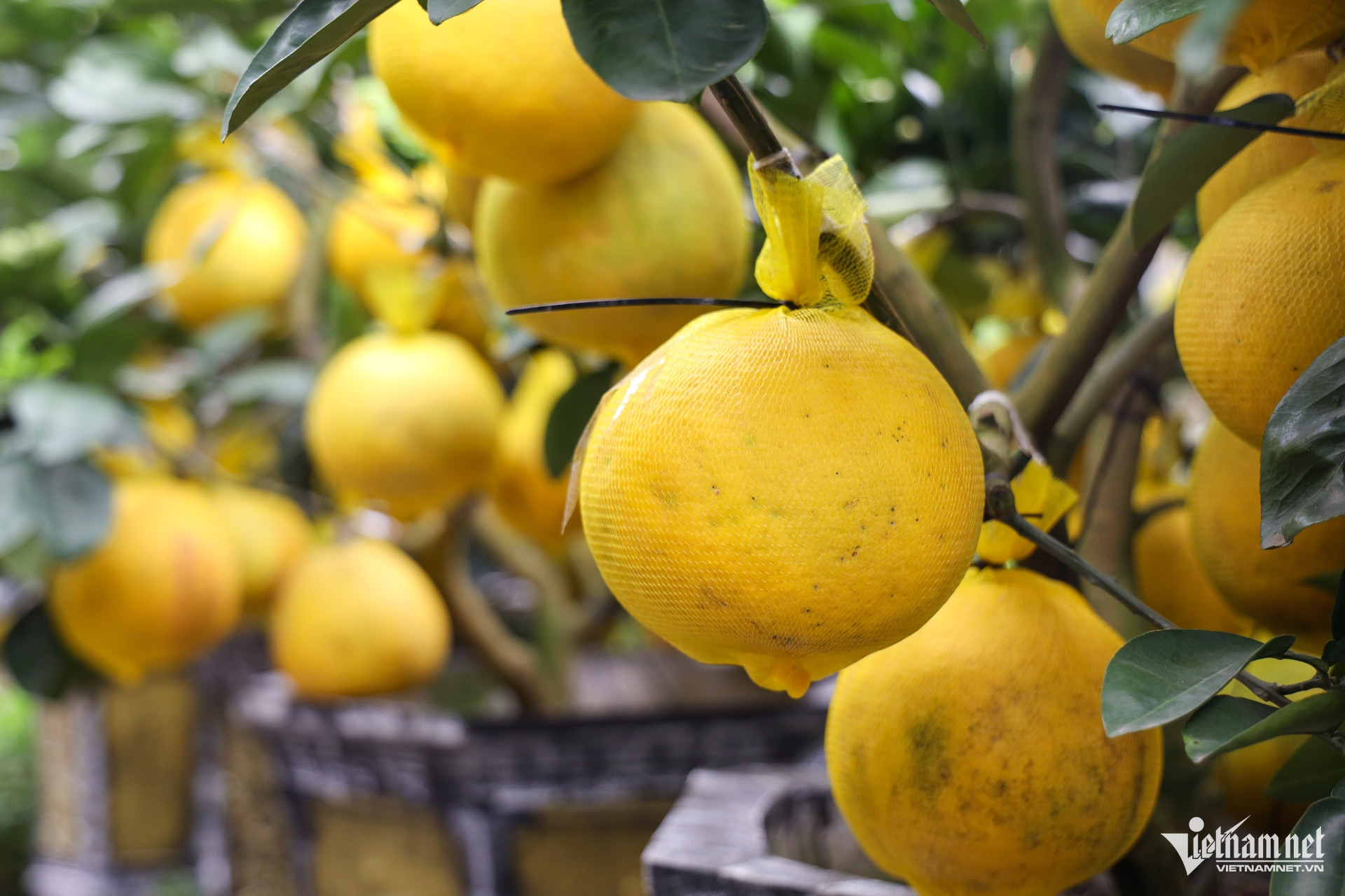 W- Thị trường hoa ngày tết Tuấn Hùng 98.jpg