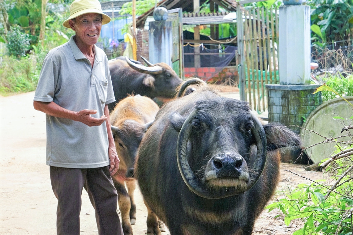 Con trâu có cặp sừng mọc ngược hiếm gặp, giúp lão nông xây nhà, tậu xe