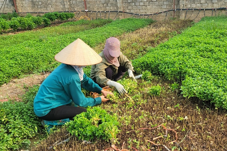 Công nghệ thông tin - nền tảng nâng cao năng lực dự báo thị trường nông sản