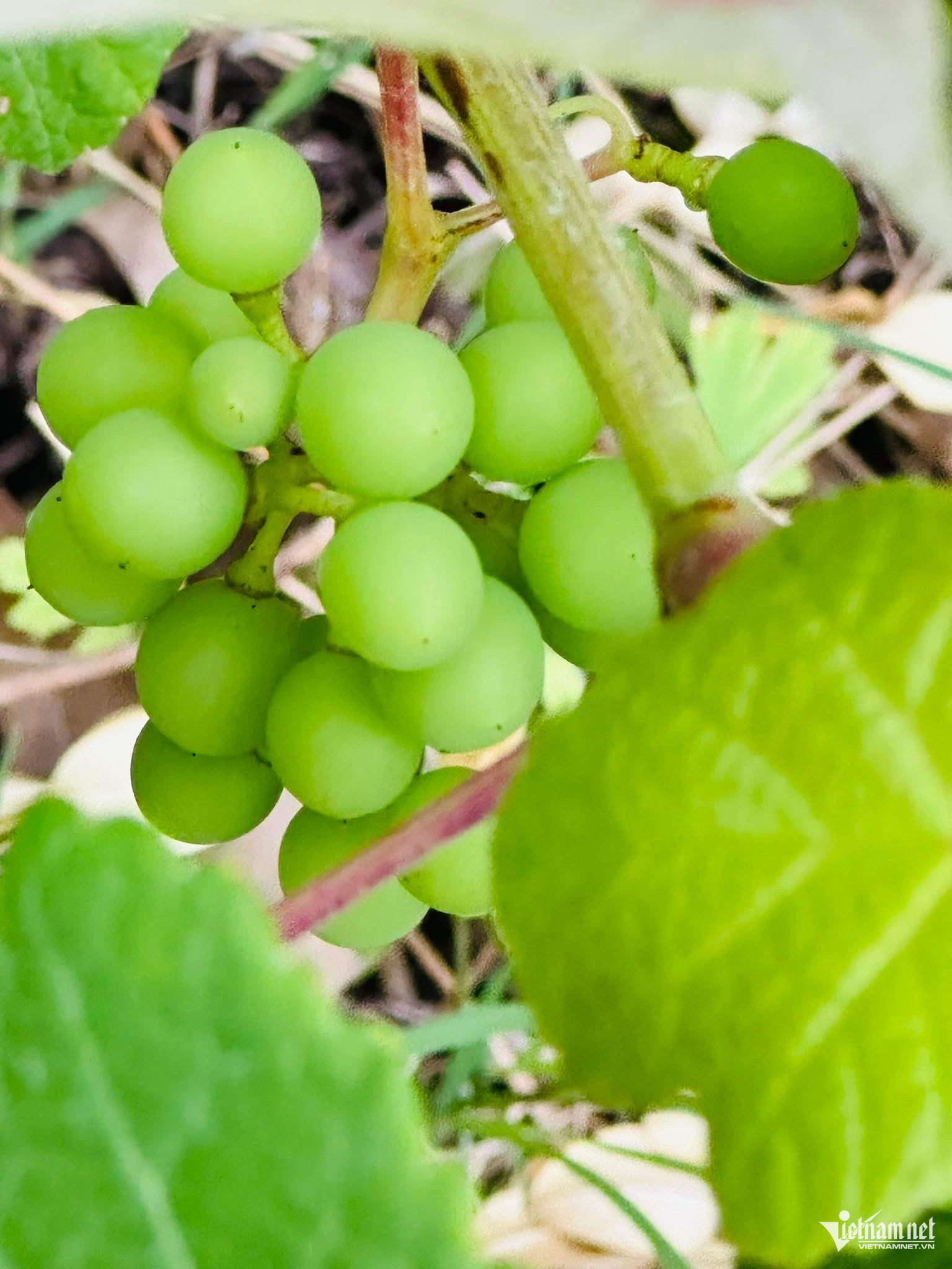 W-nông sản việt.JPG.jpg