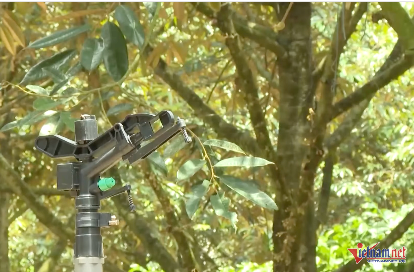 W-sầu riêng nông sản.png