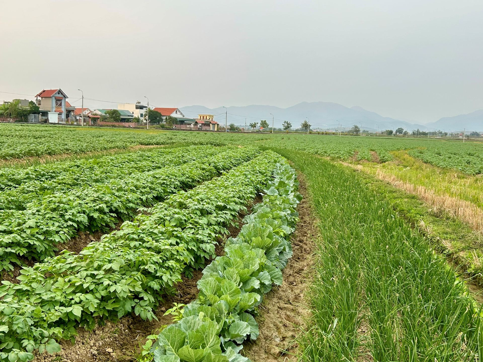 9. 25.12 Miễn tiền thuê đất nông nghiệp.jpg