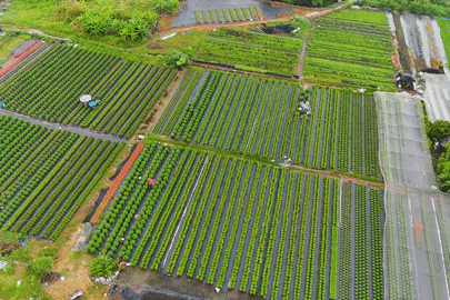 Chi phí tăng, thời tiết thất thường: Làng hoa lớn nhất TPHCM ‘căng mình’ vụ Tết
