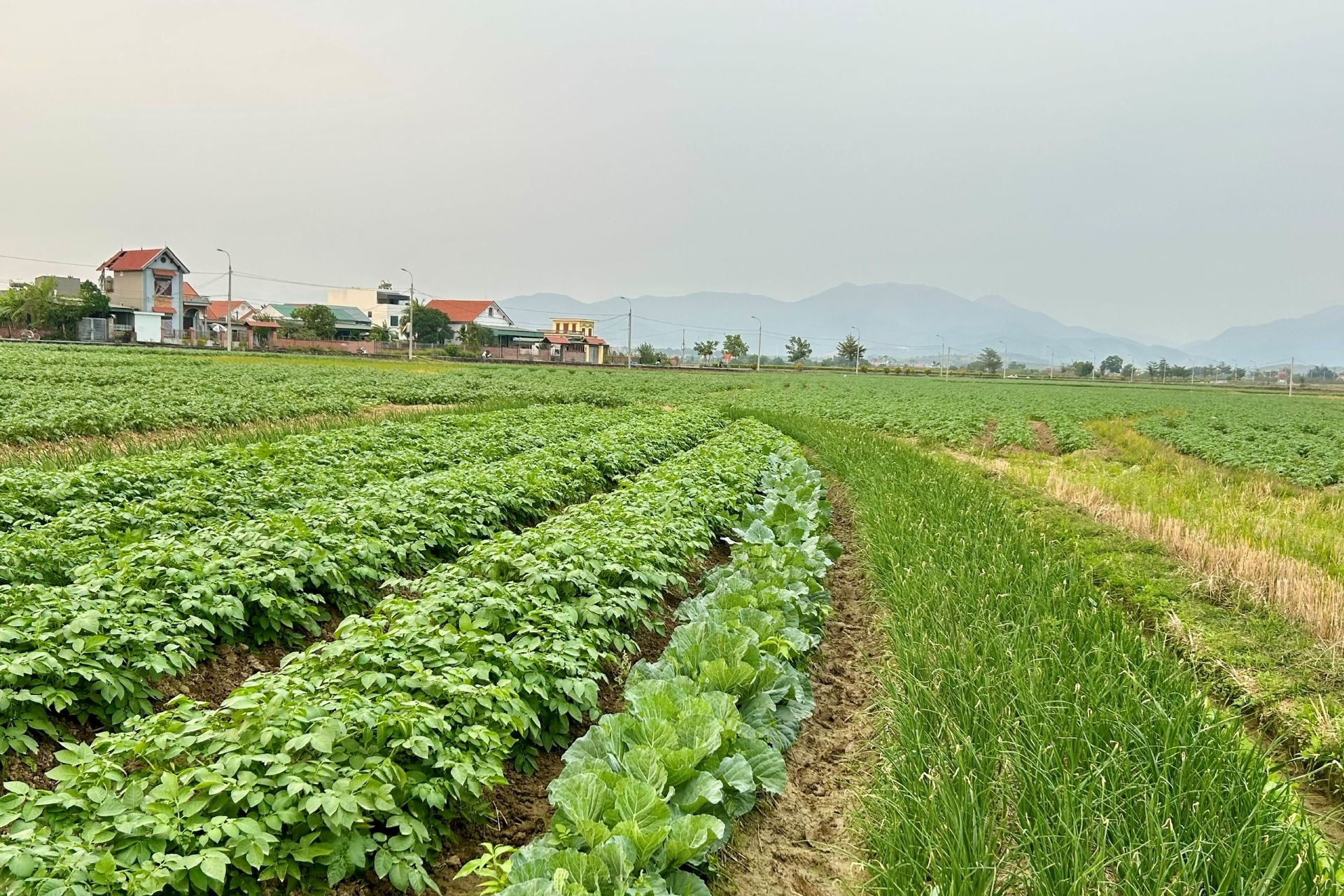 Kéo dài thời hạn miễn thuế sử dụng đất nông nghiệp, gỡ khó cho sản xuất