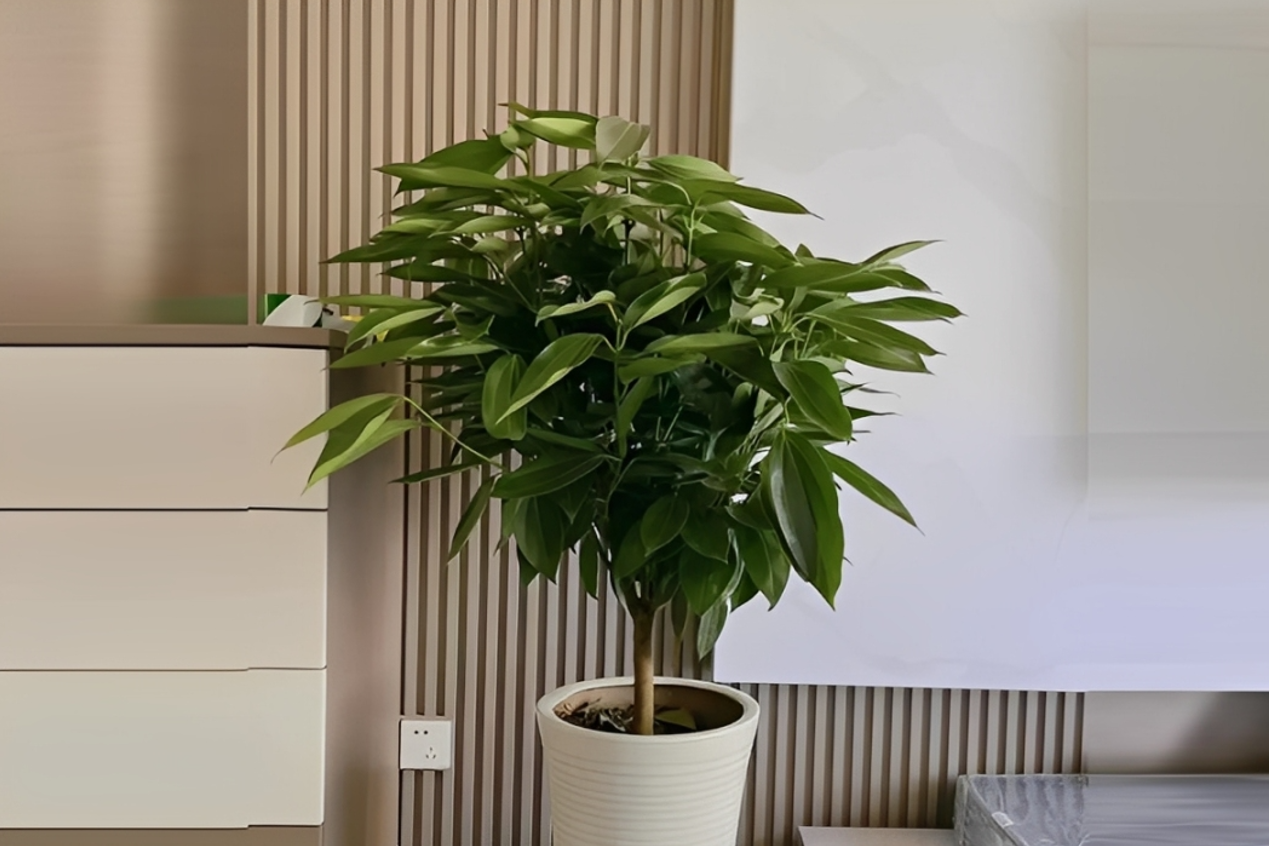 Loại cây thường được đặt trong phòng khách rộng, dễ trồng và tốt cho sức khỏe