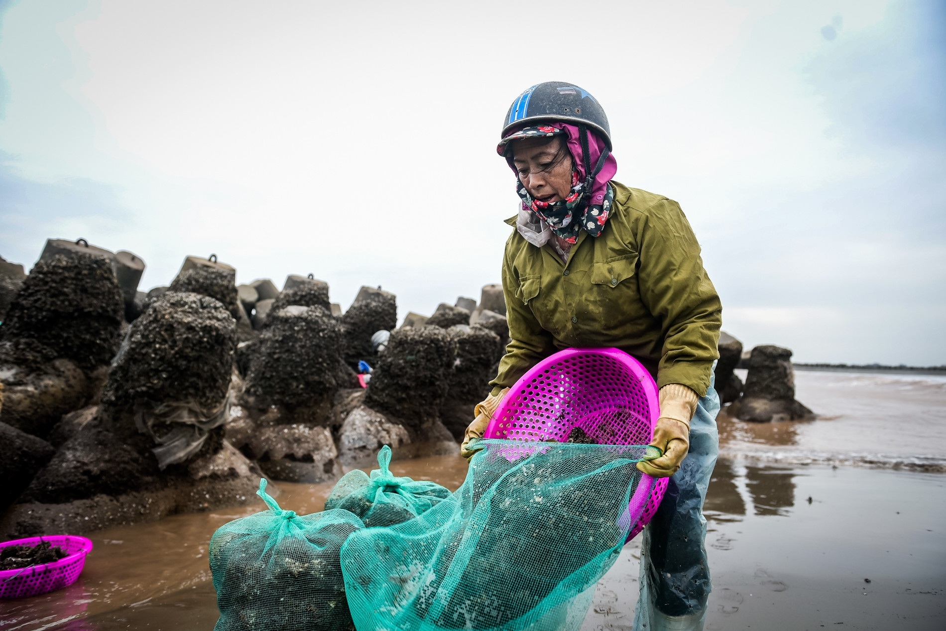 Lội nước lạnh buốt săn 'lộc trời’ ở Ninh Bình, mỗi chiều kiếm tiền triệu