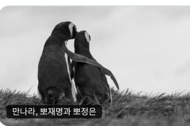 Tổng thống Hàn Quốc đăng ảnh chim cánh cụt để kêu gọi ông Kim Jong Un gặp mặt