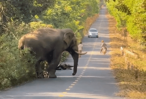 Gặp voi 'ngà lệch' đi dạo trên đường, người đàn ông vội bỏ xe máy để chạy bộ