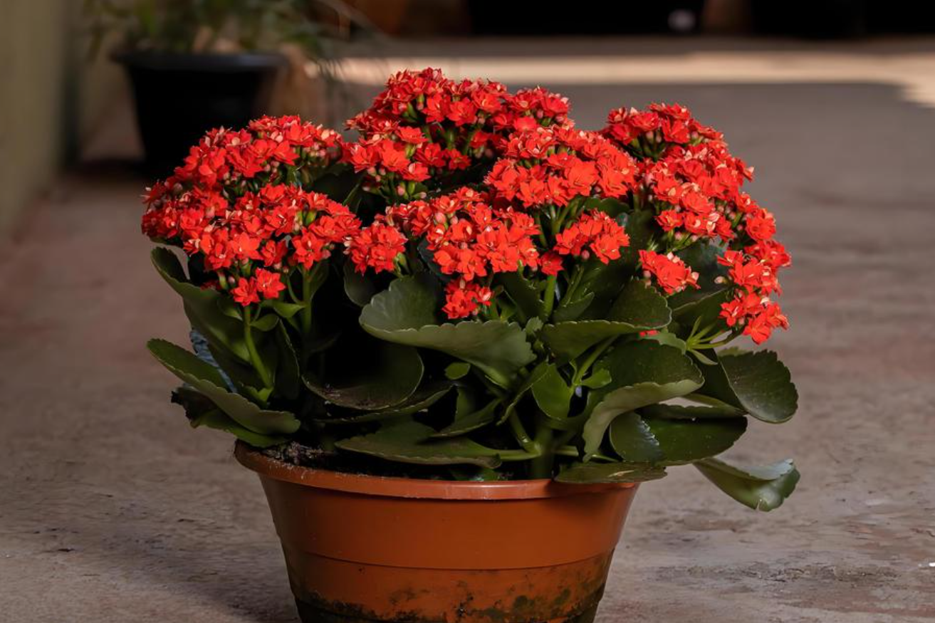 Mang ý nghĩa trường thọ và may mắn, loại cây này được nhiều nhà trưng dịp Tết