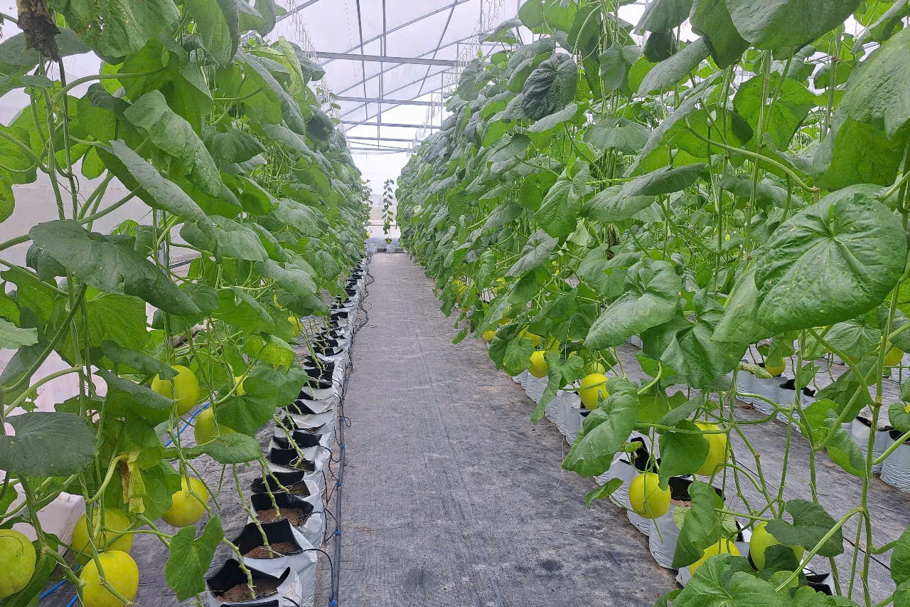 Nông thôn mới Phước Long bứt phá mạnh mẽ