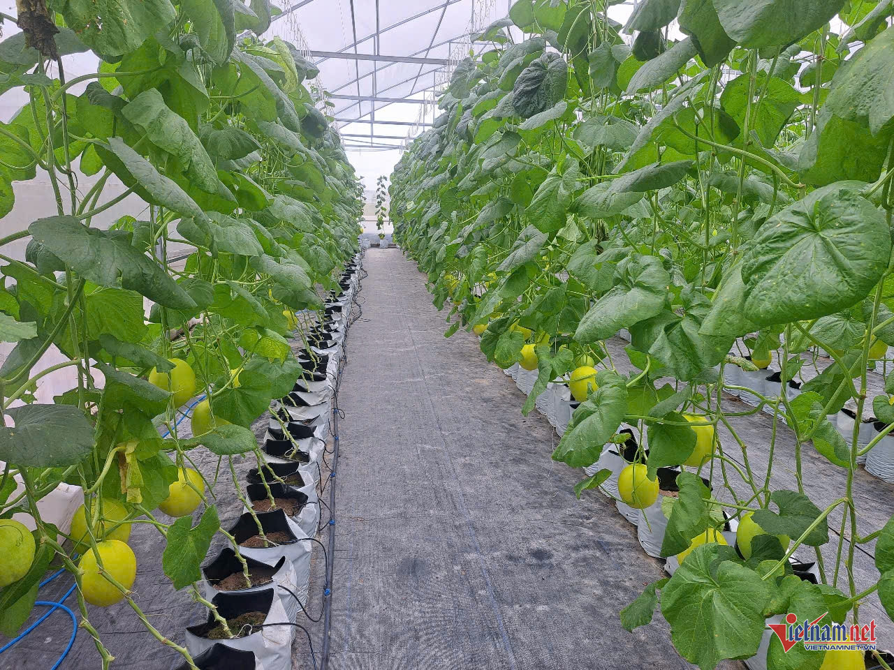 W-anhtin phuoc long.jpg