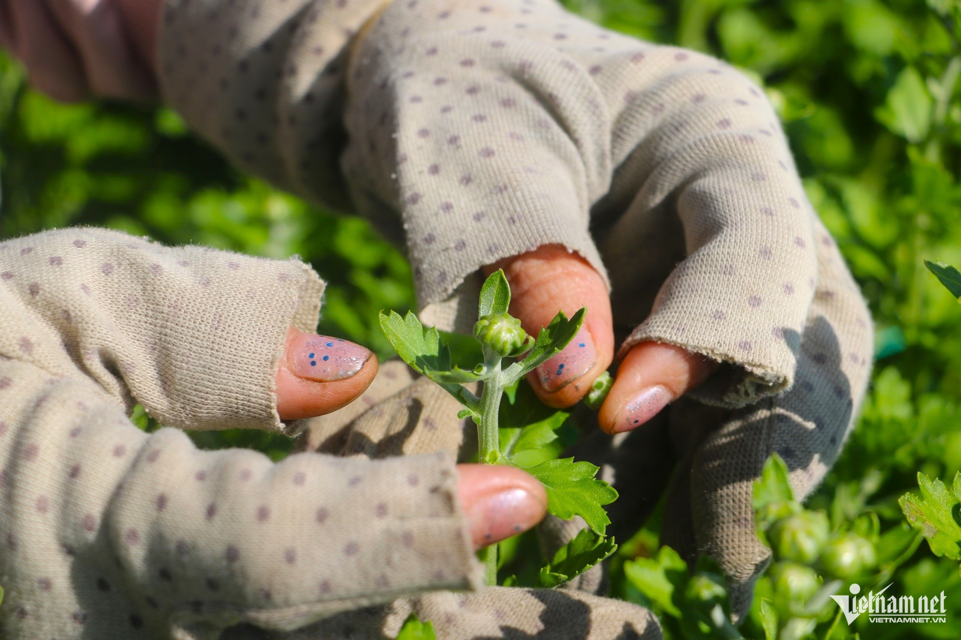 W-làng hoa kim dinh tất bật vào vụ tết 2026. tỉa nụ hoa cúc.JPG.jpg