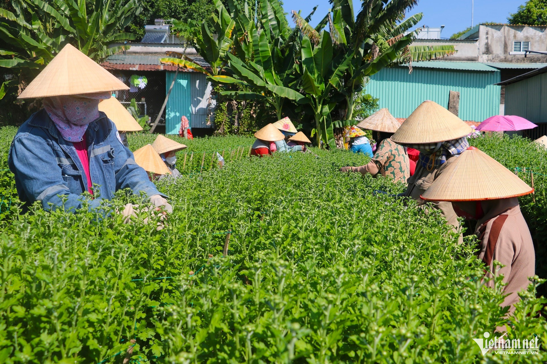 W-làng hoa kim dinh tất bật vào vụ tết 2026.1.JPG.jpg