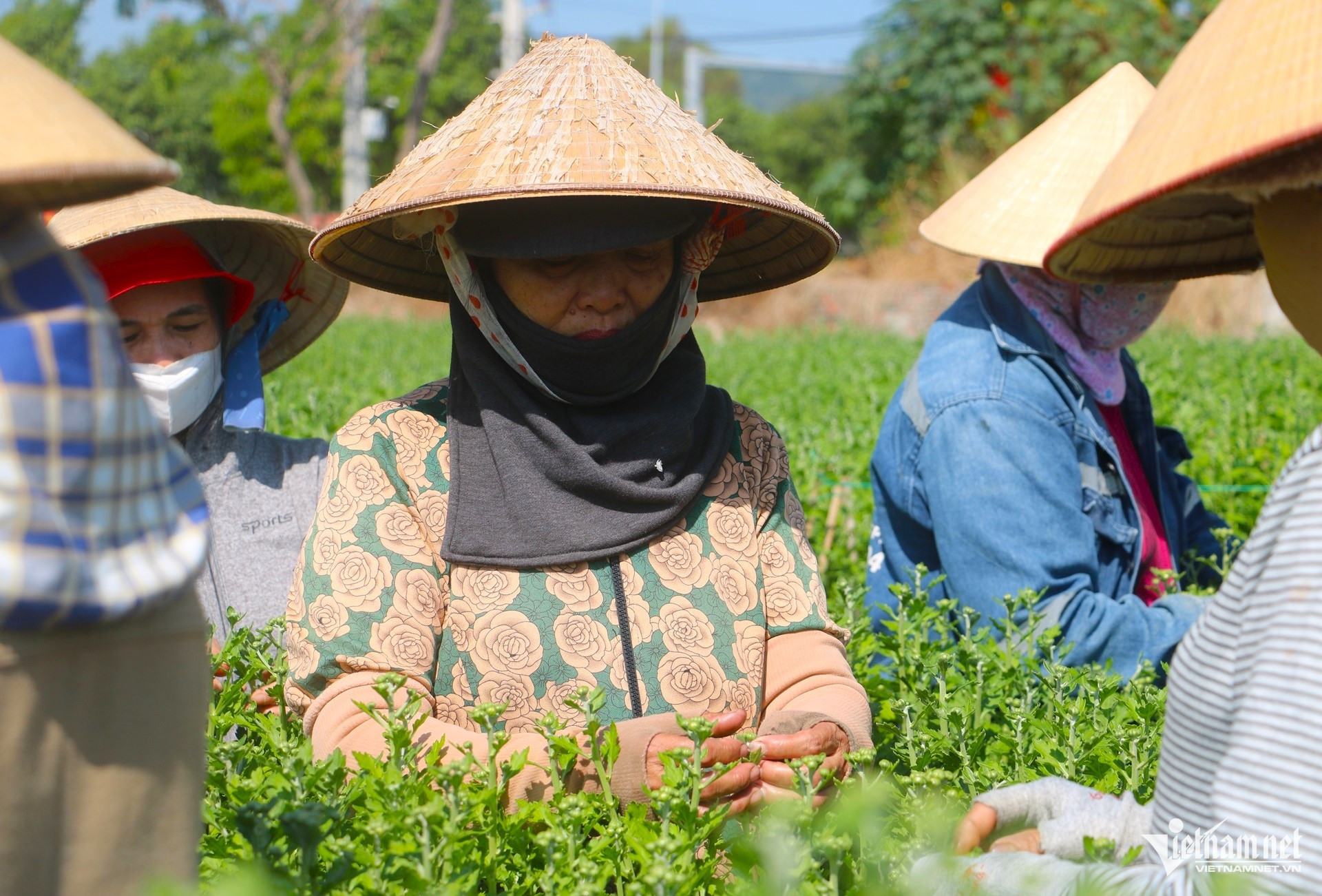 W-làng hoa kim dinh tất bật vào vụ tết 2026.3.JPG.jpg