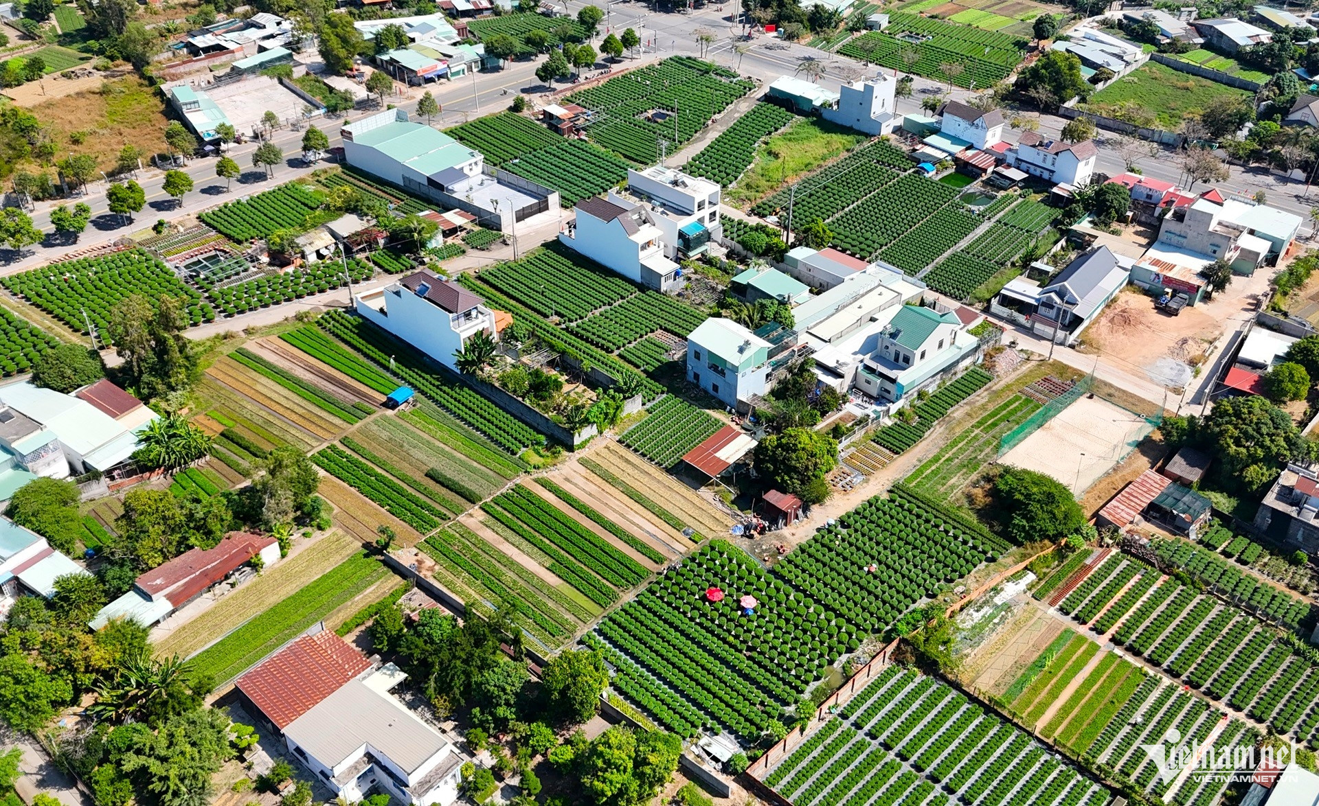 W-làng hoa kim dinh tất bật vào vụ tết 2026.JPG.jpg