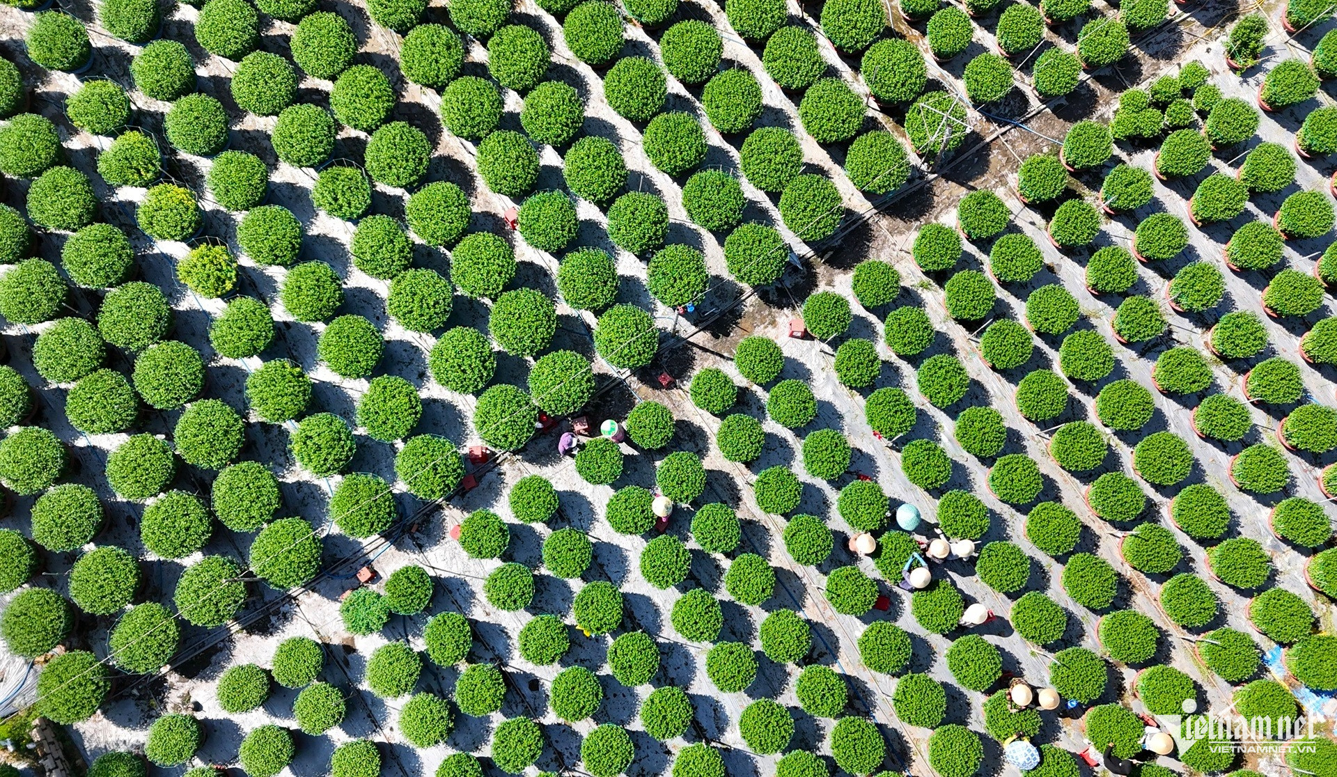 W-làng hoa kim dinh tất bật vào vụ tết 2026..JPG.jpg